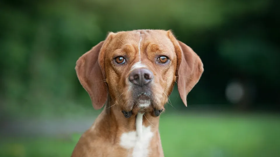 Portuguese Pointer